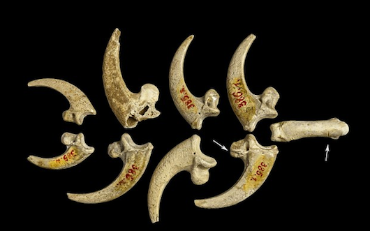 Người Neandertals đã sửa những móng vuốt của đại bàng đuôi trắng 130.000 năm trước